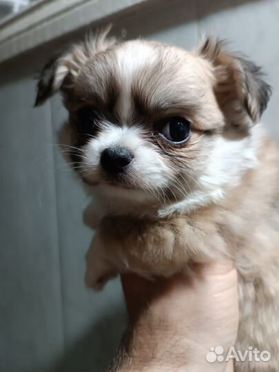 Чихуахуа мини мальчик