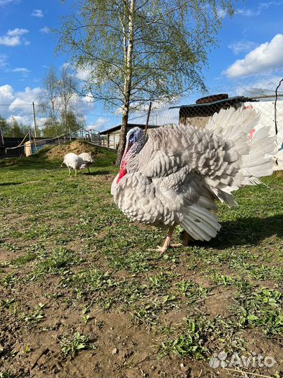 Индюшки индюки аспидные голубые