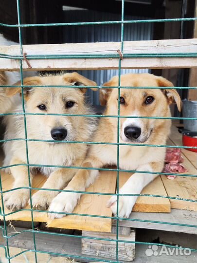 Фокстерьер