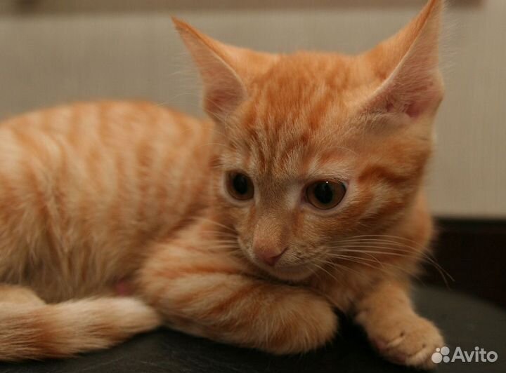 Златик- добрый рыжий мальчик 2,5 мес. в дар