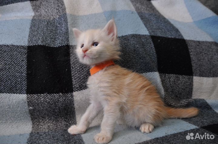 Котята мейн-кун