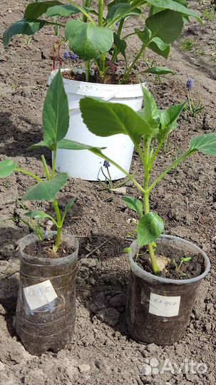 Георгины клубни Кафе о Лейт