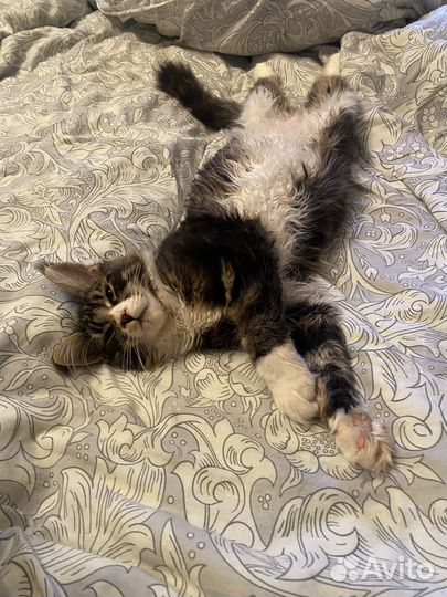 Вязка - кот мейкун