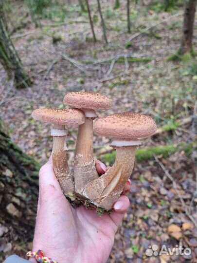 Грибы опята свежие