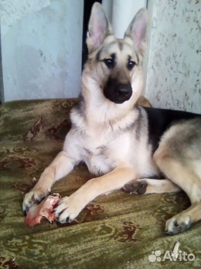 Восточноевропейская овчарка