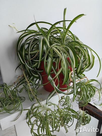 Детки хлорофитума хохлатого Бонни