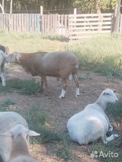 Овцы бараны