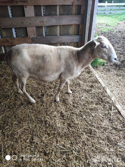 Катумские чистокровные овцематки и ярочки