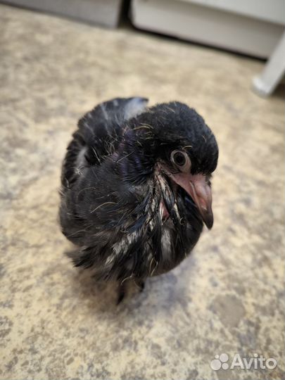 Птенец голубёнок