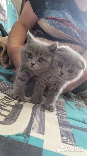 Британские котята