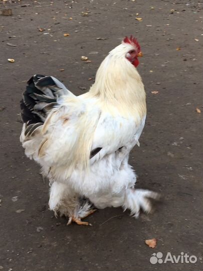 Инкубационное яйцо