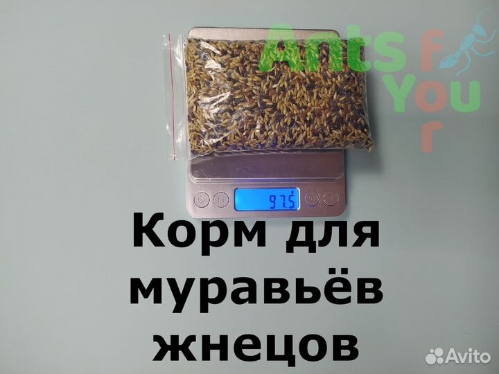 Набор для муравьёв, корм и аксессуары