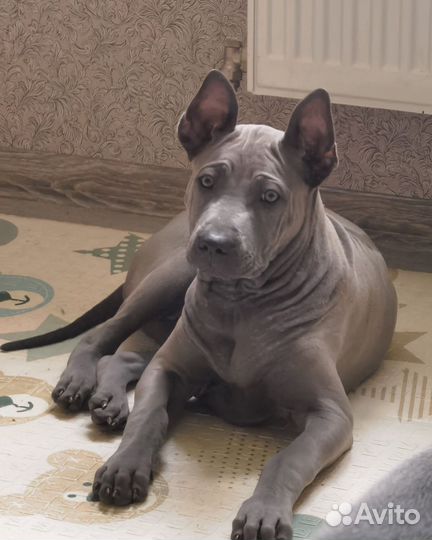 Тайский риджбек щенки