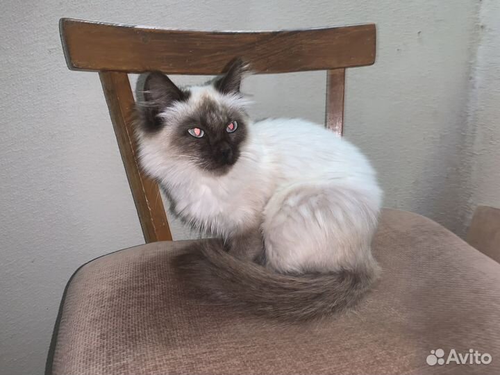 Котенок в добрые руки