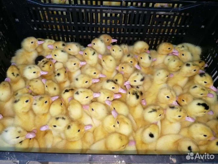 Муларды тяжелой линии Франции