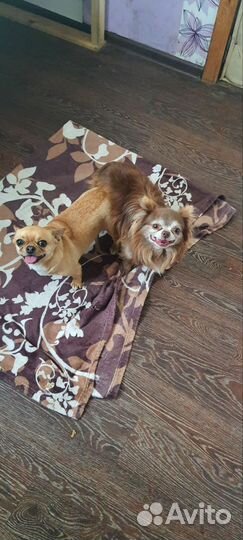 Инструктор по вязке собак, консультация