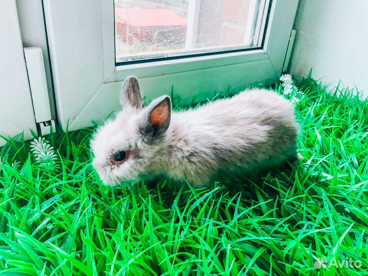 Мини карликовый кролик