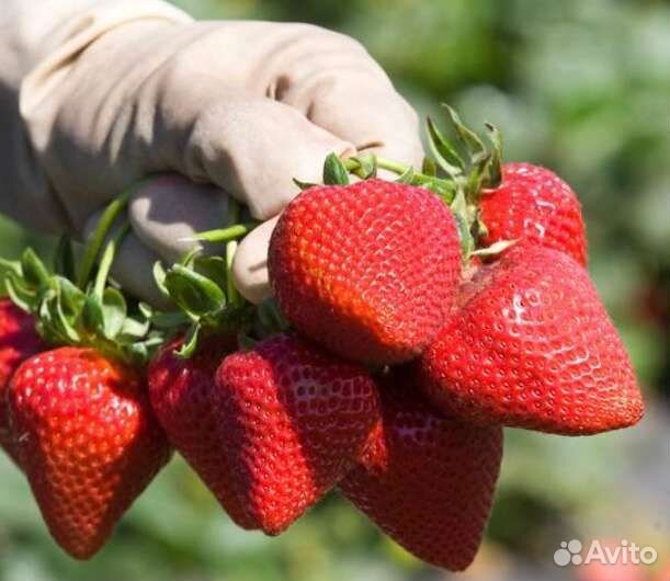 Клубника Сан Андреас