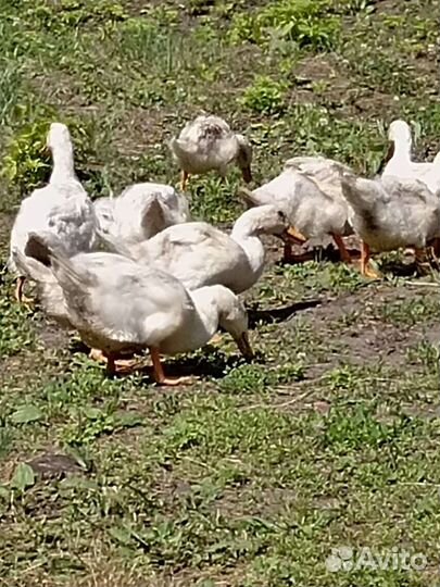 Утки башкирские