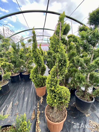 Топиарные формы растений, топиары, штамбы, бонсаи