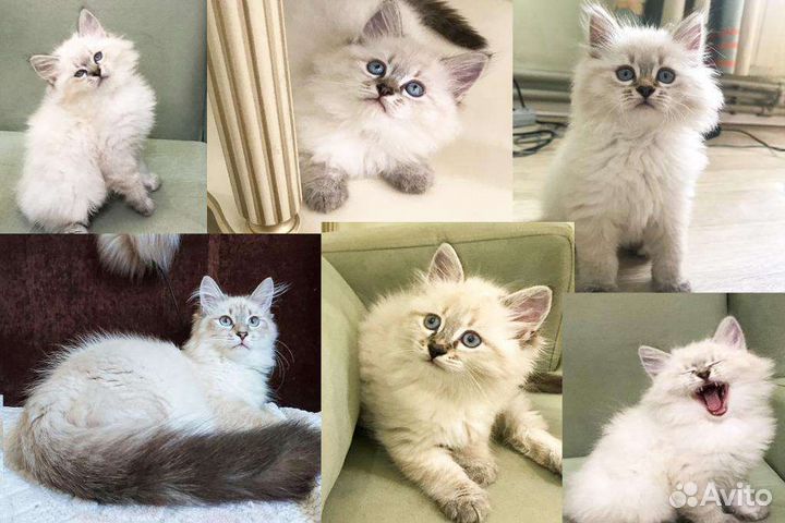 Котята невской маскарадной