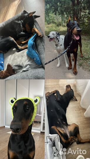 Передержка домашних животных /собак/догситтер