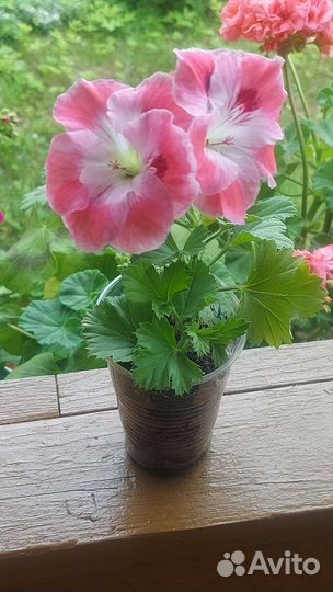Герань пеларгония