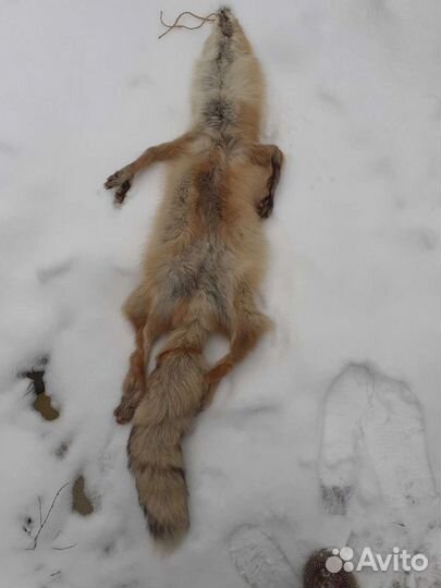 Шкуры лисы и песца