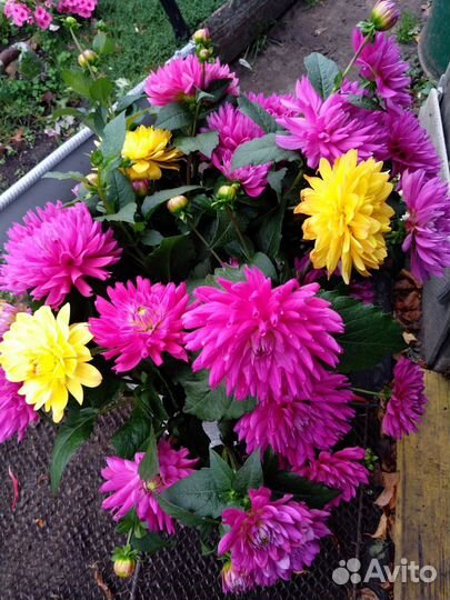 Георгины клубни