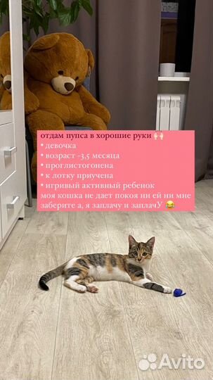 Отдам в добрые руки