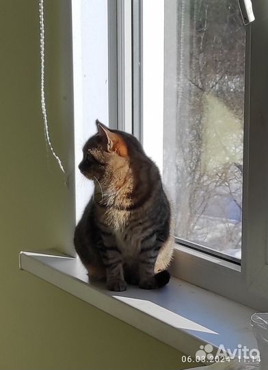 Кошечка Ляля 2 года в добрые руки