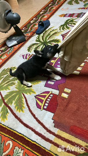 Щенок в самые добрые руки