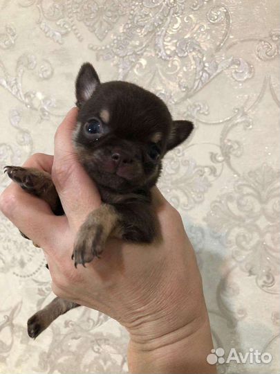 Щенки чихуахуа