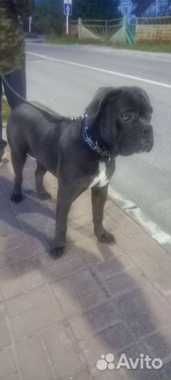 Собака кане корсо