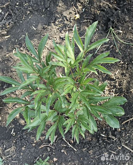 Пион (саженец)