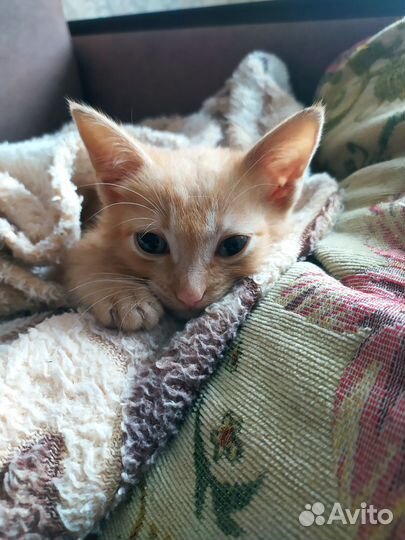 Отдам котенка в добрые руки