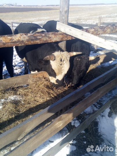Быки - оптом