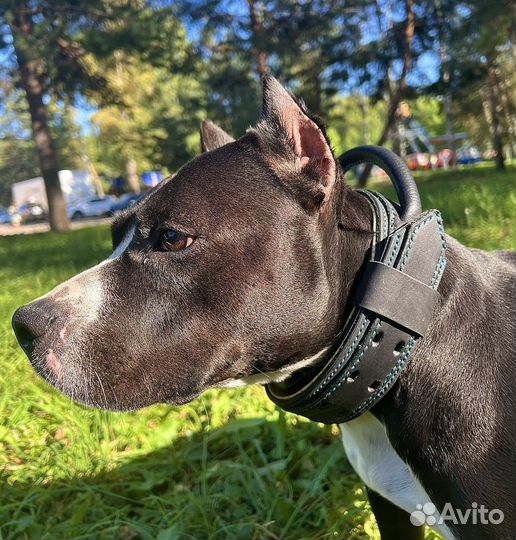 Ошейник для собак из кожи