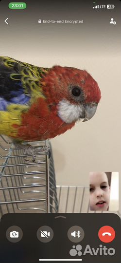 Попугай розела с клеткой