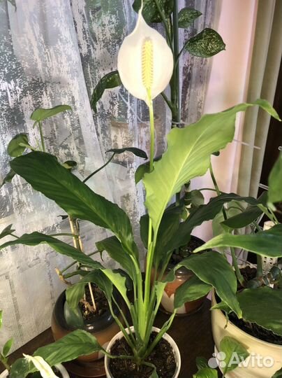 Спатифиллум