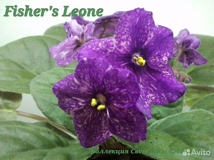 Фиалки фэнтезийные