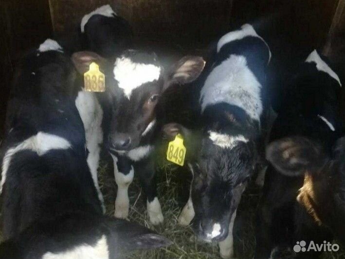 Телята на откорм