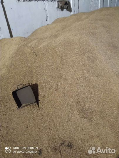 Зерно пшеница ячмень