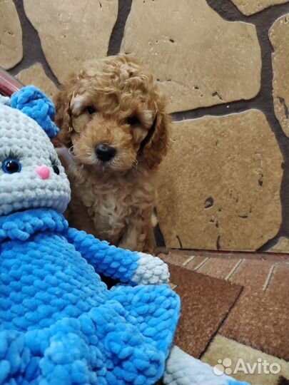 Карликовый пудель