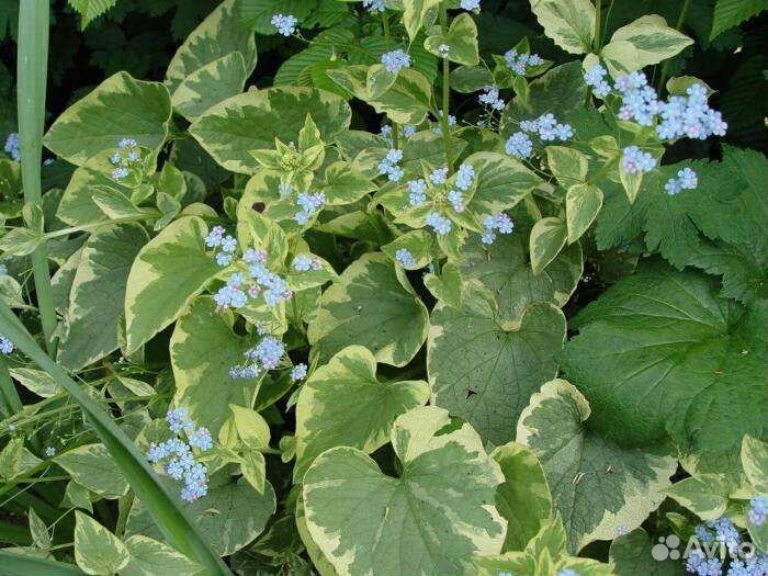 Цветы садовые