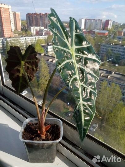 Комнатное растение Алоказия Полли