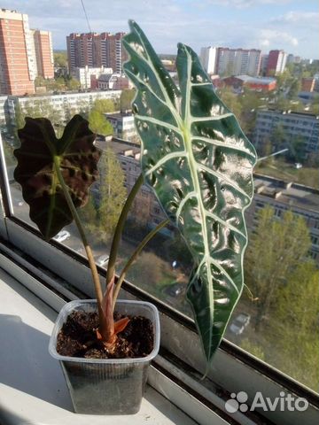 Комнатное растение Алоказия Полли