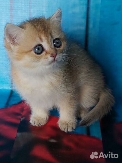 Британская кошечка драгоценного окраса