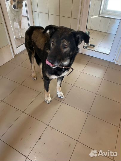 Молодой кобель (4 года) ищет хозяина
