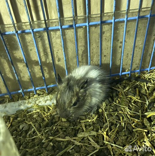 Чилийская белка дегу